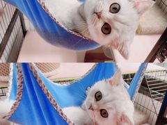 -东方名猫馆·英短金渐层布偶猫舍(环线广场1号楼店)