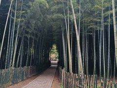-树山生态村
