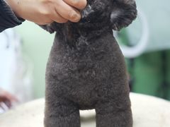 -鑫艺宠物美容培训学校