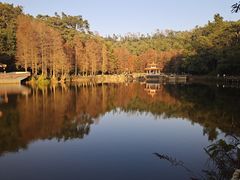-深圳仙湖植物园