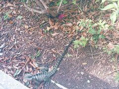 -布里斯班南岸公园