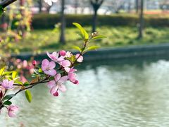-南汇桃花村