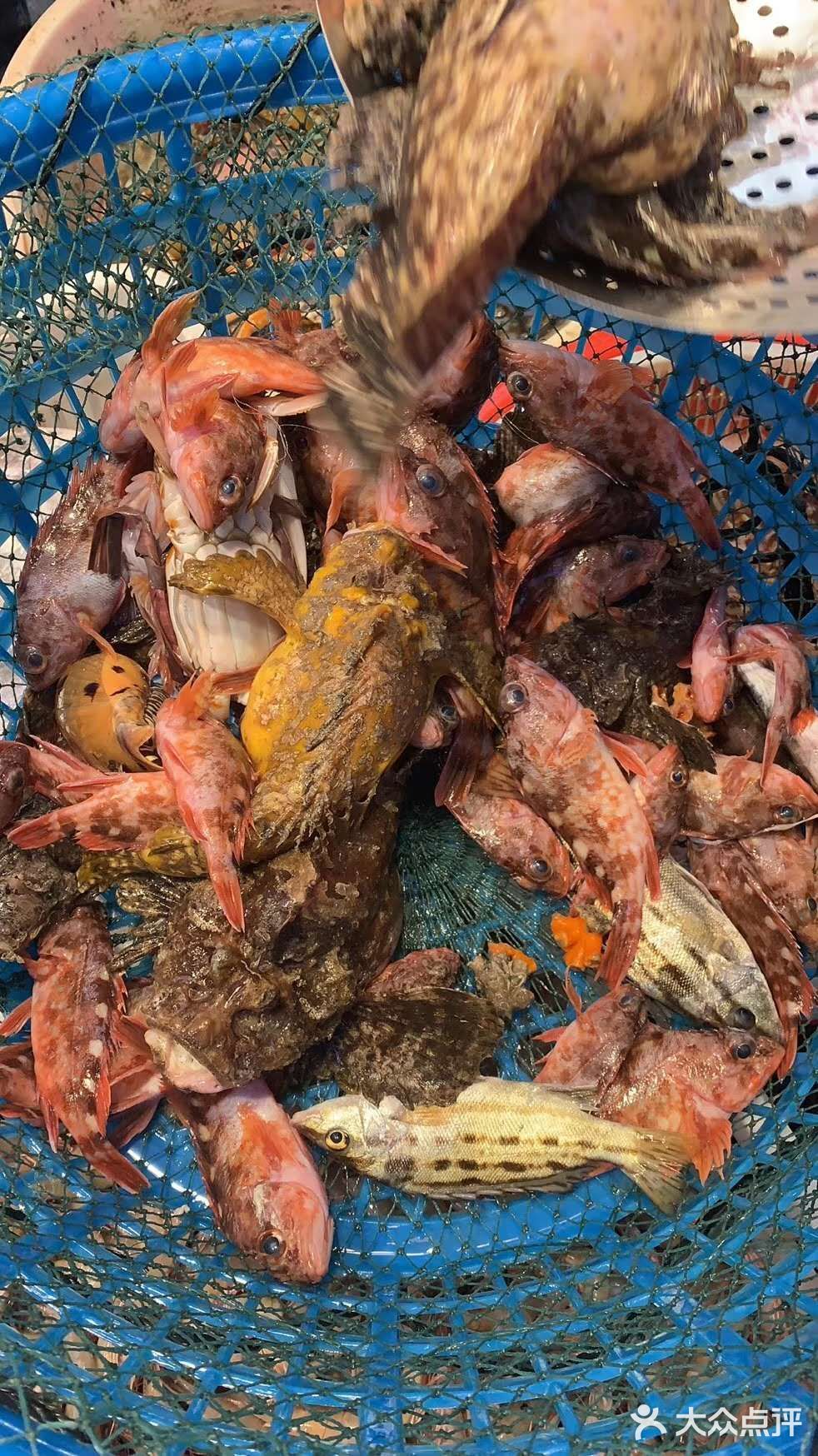 狮公鱼煲汤狮公鱼闽南语