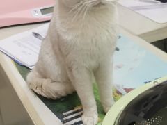 -佳怡动物医院·平价24小时·猫专科骨外科