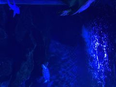 -多彩贵州城极地海洋世界