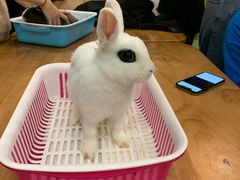-藦茜花园宠物主题亲子互动体验馆(国顺东路店)