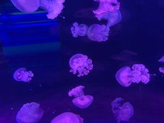 -欢乐海岸海洋奇梦馆