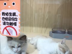-屋虎猫馆(宝安大仟里店)