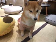 -逗柴咖啡屋·狗咖猫咖宠物桌游