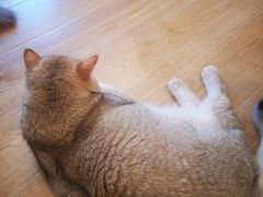 -有喵·猫咖·狗咖·30几只猫10只小狗(岗厦店)