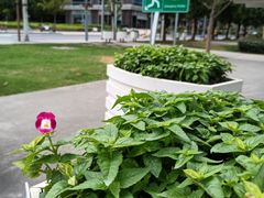 -云锦路(地铁站)