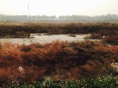 -天津妈祖文化园