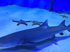 -太平洋海底世界