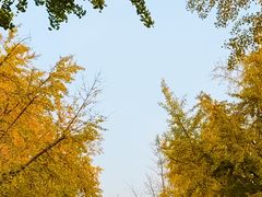 -三里屯东五街银杏大道