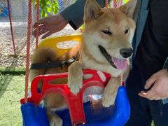 -宠物寄养训练学校