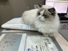 -四月宠物医院·猫专科·心脏专科·内科(转塘店)
