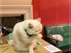 -猫色咖啡·猫咖