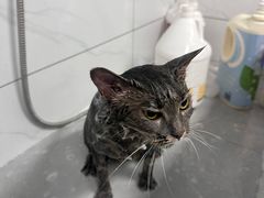 -宠颐生猫科·内科皮肤科(西平世纪城店)