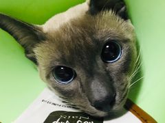 -乐派堂宠物医院·猫友好· 心脏科(东街店)