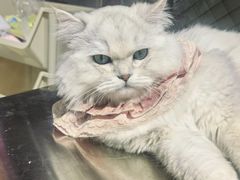 -怪兽屋·羊驼·猫咖·狗咖(俊华广场店)