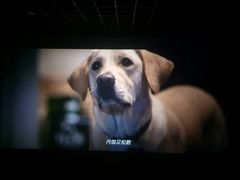 -星河国际影城(新会店)