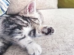 -糯米喵星人总部直营旗舰店·猫舍·幼猫出售