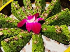 -阿露佳·舌尖上的安吉菜