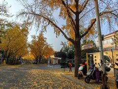 -三里屯东五街银杏大道