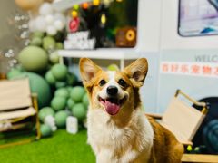 -百好乐宠物友好餐厅(朝外大街店)