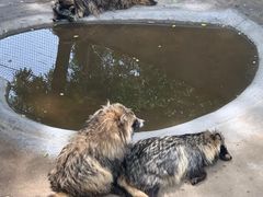 -西霞口神雕山野生动物世界