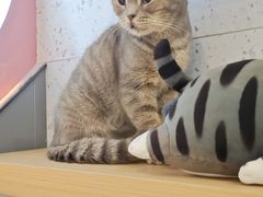 -喵园·猫主题咖啡厅·撸猫·猫咖(国贸店)