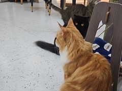 -喵园·猫主题咖啡厅·撸猫·猫咖(国贸店)