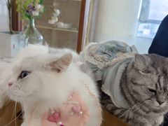 -共舞时光猫咖·狗咖(新街口店)