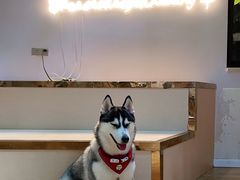 -Husky Go! 哈士奇体验馆·宠物咖啡厅狗咖