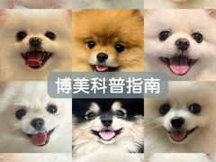 -申普宠物医院·心脏介入·心血管微创(总院)