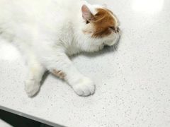 -嘉馨宠物医院·CT影像转诊·心脏科·犬猫全科诊疗中心(下沙大学城院区)