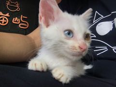 -喵屿·大理花园猫咖