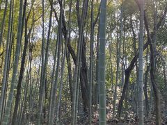 -上海佘山国家森林公园天马山园