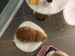 -有猫主题·治愈系猫咖(曾厝垵店)