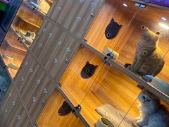 -喵百万·布偶·蓝金金渐层英短·猫舍(百子湾店)