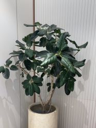 -禾丽康美医疗美容医院