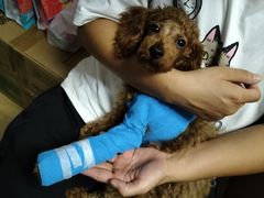 -美联众合宠物医院·爱萌分院·内外科·猫科中心