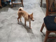 -more than meow吴止猫主题餐厅(承德 中船汇店)
