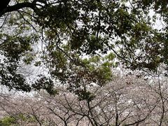 -武汉大学-樱园