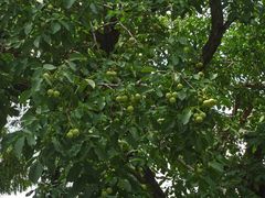 -兴隆文化园景区-兖州博物馆