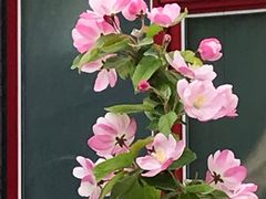 -海棠花溪(元大都城垣遗址公园)