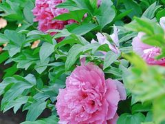 -莲花池公园
