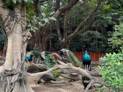-广州长隆飞鸟乐园