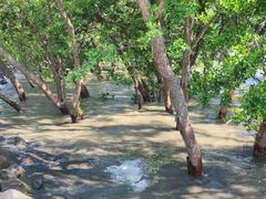 -宝安西湾红树林湿地公园