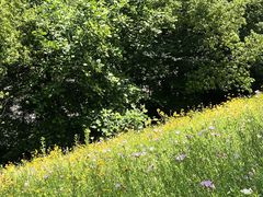 -西湖风景区-江洋畈生态公园